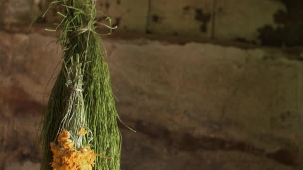 Camomille Oxeye Séchante Prêle Des Champs Dans Une Vieille Maison — Video