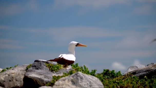 Nazca Booby Mirando Alrededor Antes Saltar Sobre Rocas Isla Española — Vídeo de stock