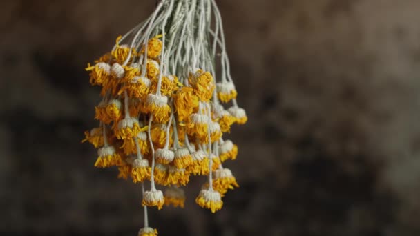 乾燥オキシアイカモミール 古い田舎の家の黄金のマルグリット — ストック動画