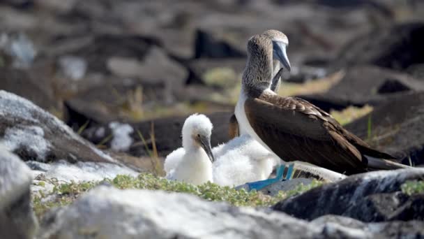 Madre Booby Pie Azul Con Pechos Jóvenes Isla Española Las — Vídeo de stock