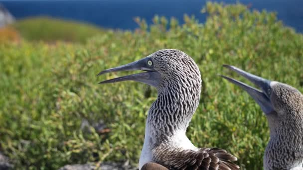 Blue Footed Booby Fluiten Paring Oproep Aan Partner Espanola Eiland — Stockvideo