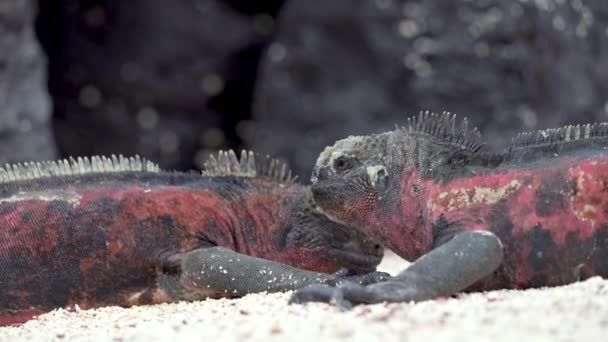 Para Bożonarodzeniowych Iguan Plaży Punta Suarez Galapagos Niski Kąt — Wideo stockowe
