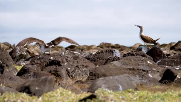 Par Piqueros Patas Azules Posados Rocas Lava Isla Española Las — Vídeo de stock