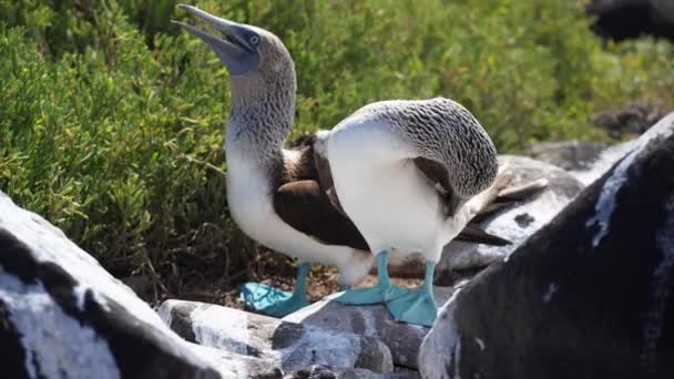 Para Niebiesko Stopy Gwiżdżący Kojarzenie Połączenie Wyspie Espanola Galapagos Zwolniony — Wideo stockowe