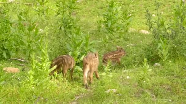Static View Little Wild Boars Vegetation Sunny Day — Stock Video
