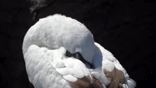 Blisko Nazca Booby Spoczywa Głowa Skrzydłach Wyspie Espanola Galapagos — Wideo stockowe