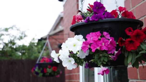 Close Shot Petunia Flowers Hanging Baskets Attached Urban House Overcast — Stock Video