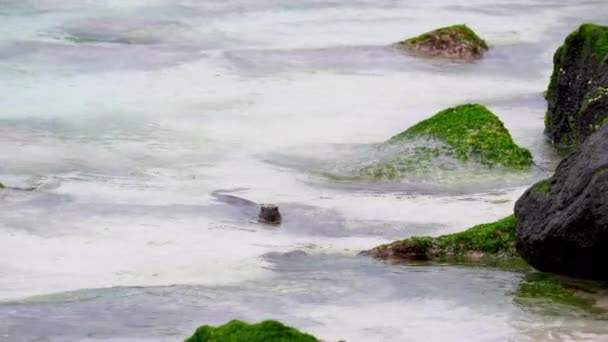 Weihnachten Meeresleguan Schwimmt Richtung Felsen Auf Punta Suarez Auf Den — Stockvideo