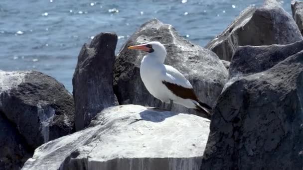 Hala Galapagos Nazca Booby Espanola Adası Ndaki Kayalıklara Tünemiş Arkaplanda — Stok video