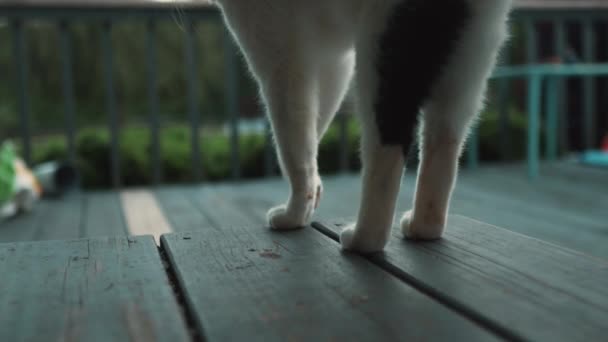 Domestic Cat Walking Wooden House Stretching Slow Motion — Stock Video