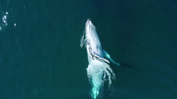 Big Friendly Humpback Whale Rolls Splashes Ocean Surface Close Drone — стокове відео