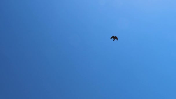 Silhouette Αετός Στέπα Που Φέρουν Κάτω Από Τον Ήλιο Συννεφιασμένο — Αρχείο Βίντεο