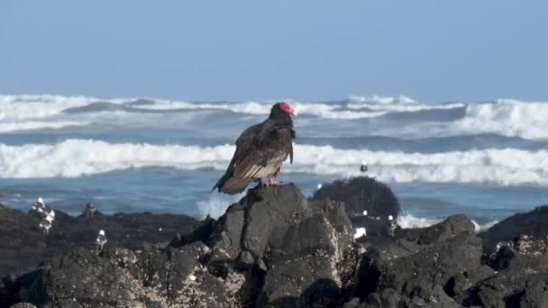 Изображении Можете Увидеть Рыжеволосую Птицу Стервятника Скалах Побережье Северной Чили — стоковое видео