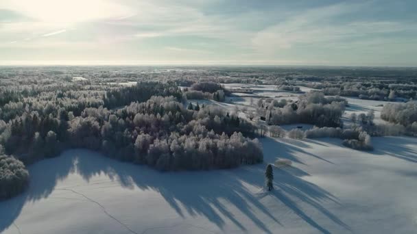 Letecký Bezpilotní Letoun Sněhem Pokryl Lesní Půdu Chladné Zimní Krajině — Stock video
