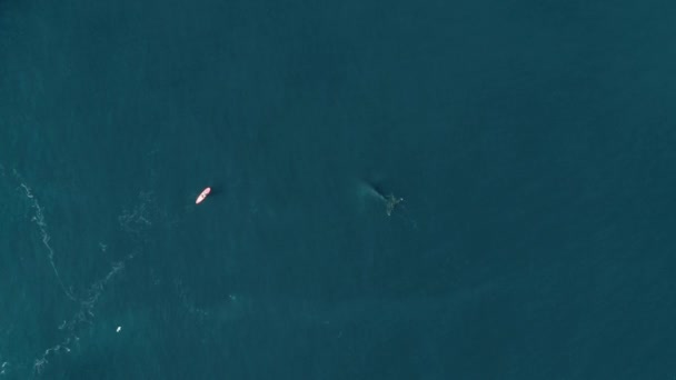 Man Sup Paddles Next Whale Atlantic Ocean Explore Travel Wildlife — Stock Video