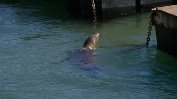 別の海ライオンと水から飛び降ろそうとするスイミングアシカフローティングピアで眠っています カリフォルニア州サンフランシスコの第39桟橋にあるアシカ 閉めて — ストック動画