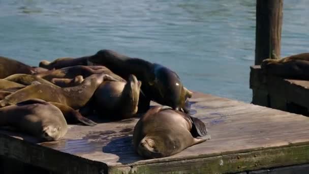 加利福尼亚旧金山39号码头海狮观光区海狮休息和日光浴 关门了 — 图库视频影像