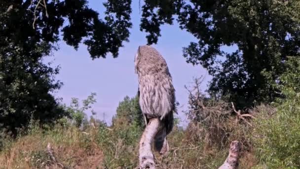 Great Grey Owl Κάθεται Ένα Κλαδί Στο Δάσος Και Κοιτάζει — Αρχείο Βίντεο