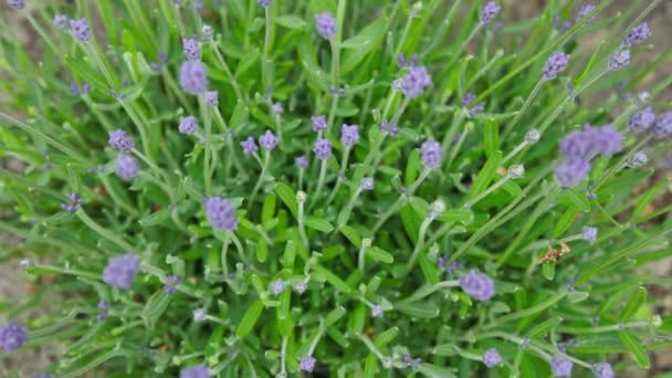 Doftande Lila Lavendel Blommor Trädgården Top Skott Närbild Zooma — Stockvideo