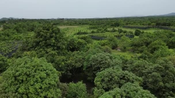 Imágenes Drones Sobre Verdes Campos Naturaleza Árboles Sur Camboya — Vídeos de Stock