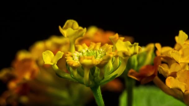 Lantana Camara Fajerwerki Żywy Żółty Pomarańczowy Taniec Kwiat Kwitnący Czas — Wideo stockowe
