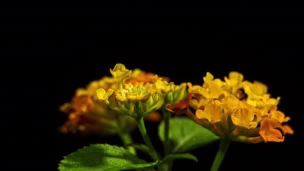 ランタナ カマラの花火 鮮やかな黄色のオレンジの花の開花 時間の経過浅い映像 — ストック動画