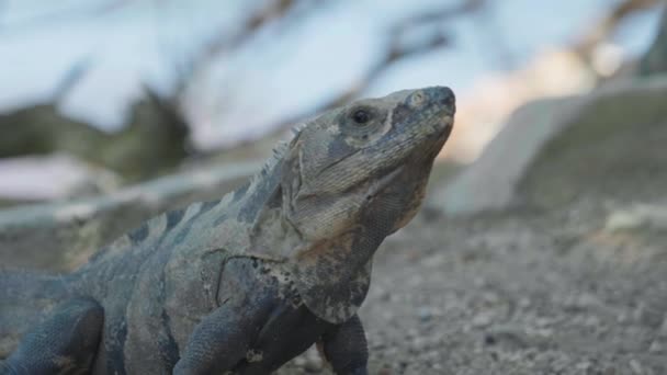 Imágenes Cinematográficas Una Iguana Cámara Lenta Medio Selva México Día — Vídeos de Stock