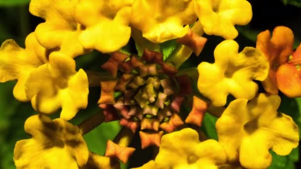 Feu Artifice Lantana Camara Fleur Jaune Orangé Vif Fleurs Plan — Video