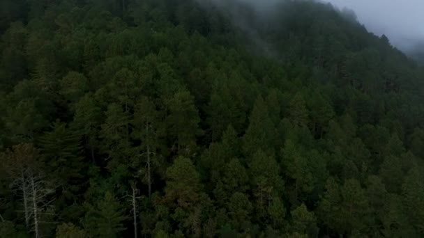 Volata Aerea Drone Vista Sopra Foresta Montagna Con Nebbia Mattutina — Video Stock