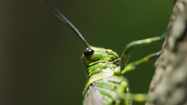 Macro Filmato Una Cavalletta Rallentatore Nel Mezzo Della Giungla Messico — Video Stock