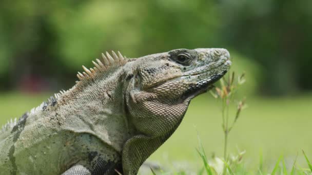 Imágenes Cinematográficas Una Iguana Cámara Lenta Medio Selva México Día — Vídeo de stock