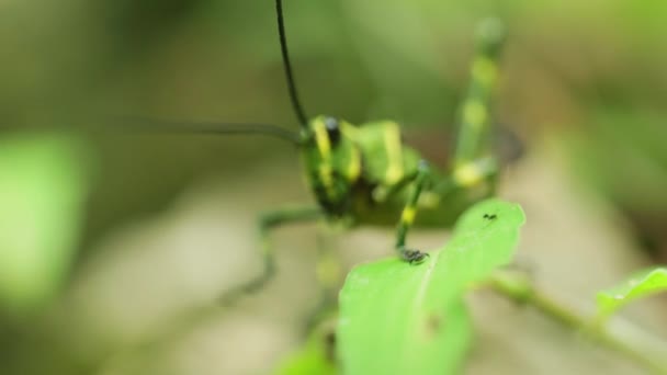 Filmare Macro Cinematică Unei Lăcuste Mișcare Lentă Mijlocul Junglei Din — Videoclip de stoc