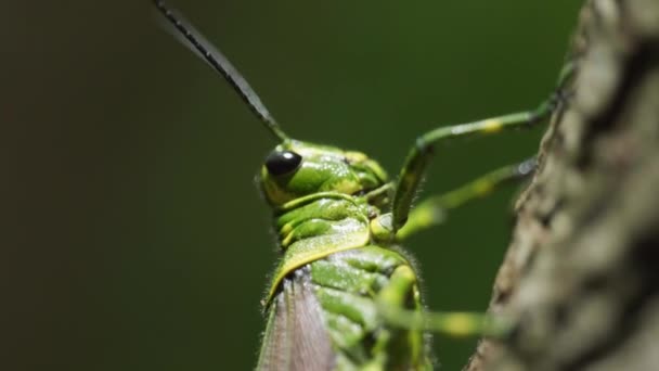 Images Macro Animalière Cinématographique Une Sauterelle Ralenti Milieu Jungle Mexique — Video