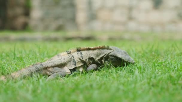 Filmklipp Leguan Slow Motion Mitt Djungeln Mexiko Solig Dag — Stockvideo