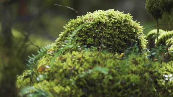 Ground Level Shot Moss Covered Forest Floor Slow Motion Pan — Stock Video