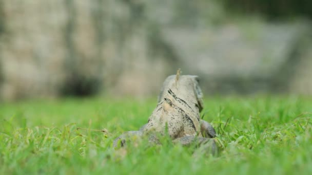 Imágenes Cinematográficas Una Iguana Cámara Lenta Medio Selva México Día — Vídeos de Stock