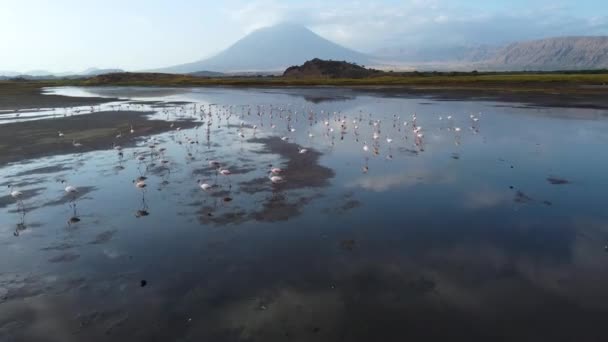 Eine Atemberaubende Drohnenaufnahme Des Natronsees Mit Dem Doinyo Lengai Vulkan — Stockvideo