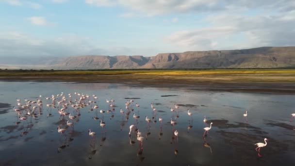 Група Фламінго Йде Озері Натрон Приголомшливим Віддзеркаленням Воді Гарними Горами — стокове відео