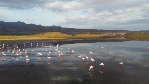 Beautiful Group Flamingos Walking Lake Natron Amazing Reflection Water Mountains — Stock Video