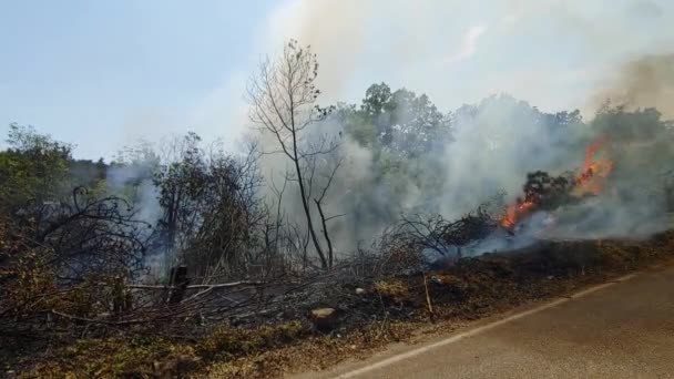 Lesní Požár Hořící Kraji Silnice Oheň Extrémním Suchu Borovice Vzplane — Stock video