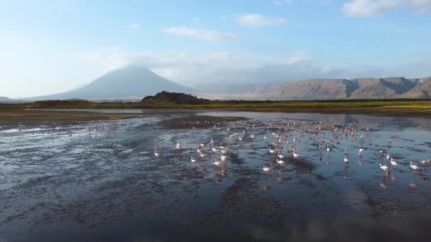 Eine Drohnenaufnahme Einer Gruppe Von Flamingos Natronsee Mit Einer Hervorragenden — Stockvideo