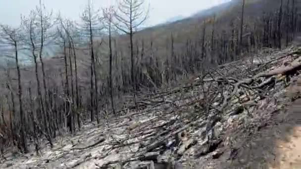 Quemado Bosque Después Gran Incendio Conduciendo Por Carretera Con Árboles — Vídeos de Stock