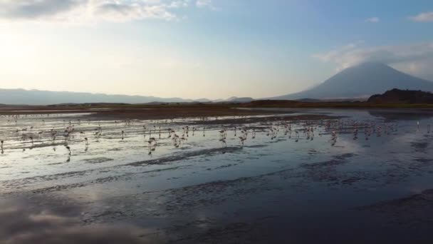 Niesamowity Widok Jezioro Natron Wulkanem Doinyo Lengai Tle Grupą Różowych — Wideo stockowe
