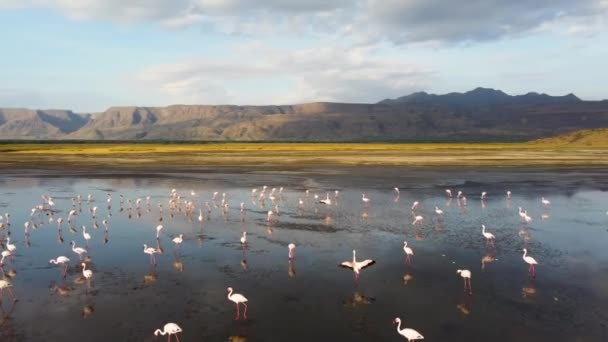 Dron Flamencos Caminando Sobre Lago Natron Con Reflejo Agua Las — Vídeos de Stock