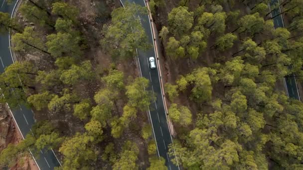 木々に覆われた森の道を運転する車の降下ショットのトップダウン空中バードスアイ — ストック動画