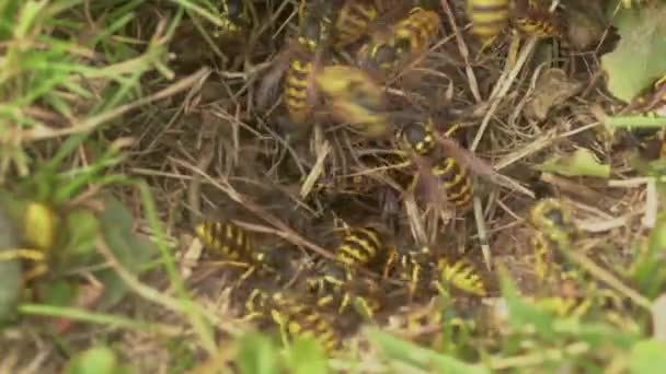 Swarming Wasp Clearing Hive Entrance Closeup — Stock Video