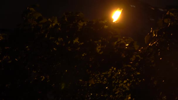 Płonące Lampy Ulicy Smuga Ruchomymi Drzewami — Wideo stockowe