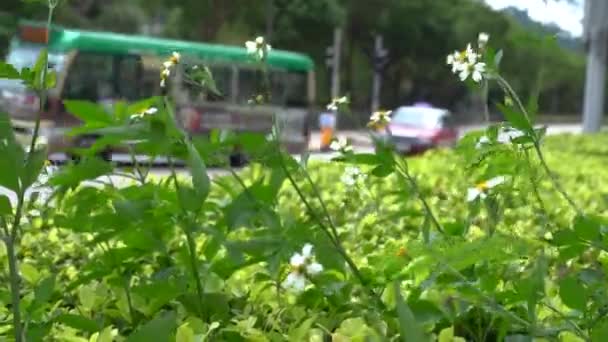 市内中心部の都市菜園や花 — ストック動画