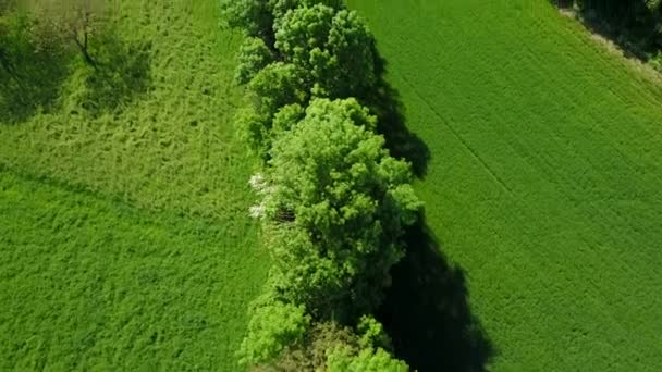 Vibrant Verdant Landscape Lush Hedgerows Sunny Summertime Tilt — Stock Video