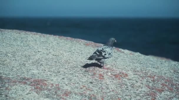 Rock Dove Weht Durch Einen Starken Wind Auf Felsigen Klippen — Stockvideo